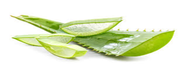 Gerakan mencuci bersih daun Aloe Vera